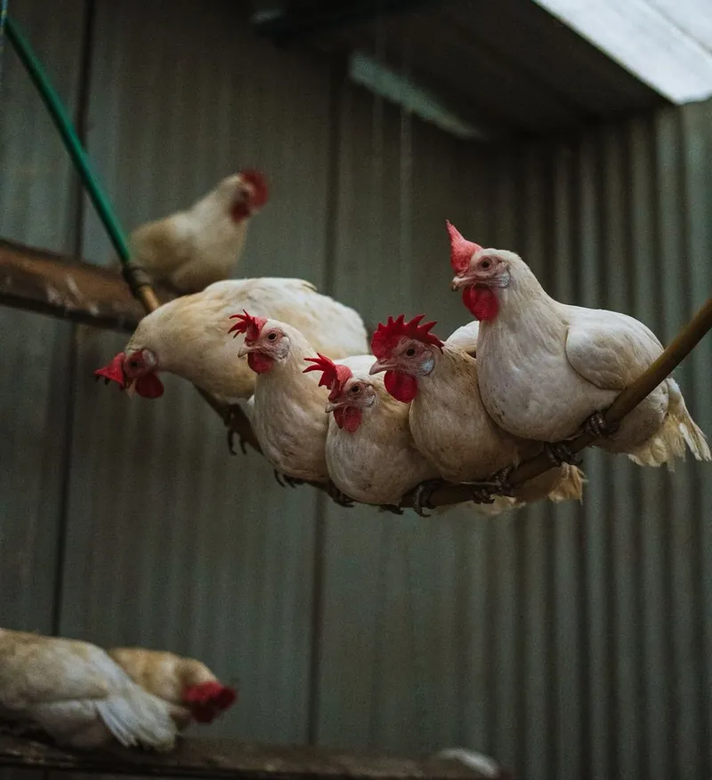 Our chickens perched together on a rail in the coop at Urban Buddy Farm.
