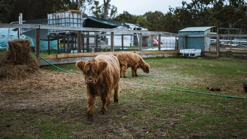 Mumma and her calf Hamish grazing in the paddock at Urban Buddy Farm.