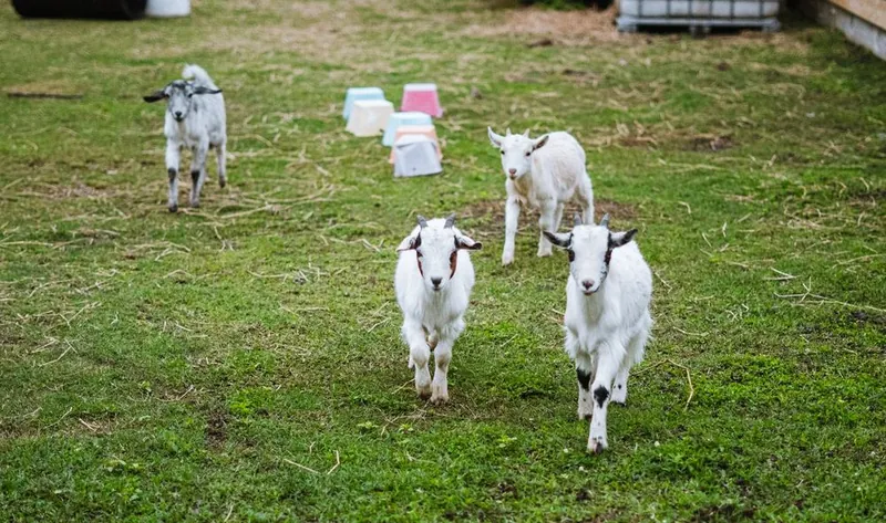 Our group of miniature goats trotting across the paddock at Urban Buddy Farm.